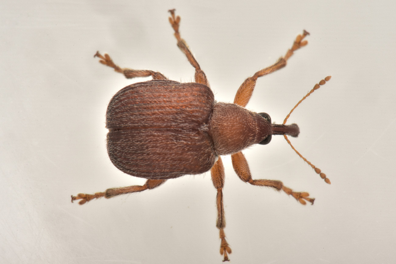 Rhynchitidae: Rhodocyrtus cribripennis? S.